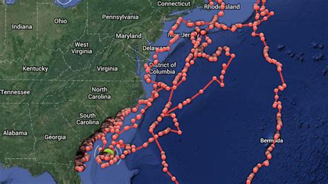 You Can Now Track Sharks Off The East Coast In Real Time The Verge