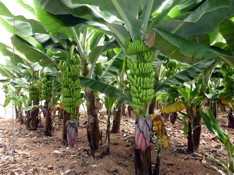 Gáldar celebra un Encuentro Europeo de Productores de Plátano Ecológico