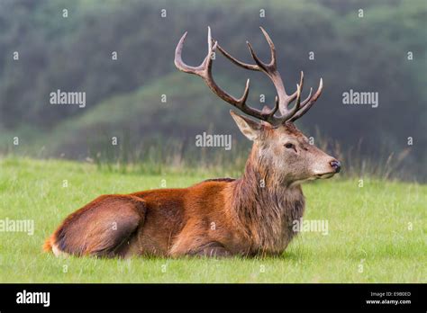 Deer Laying Down Hi Res Stock Photography And Images Alamy