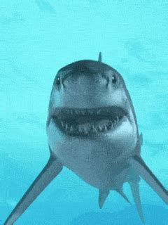 Shark Gif - GIFcen