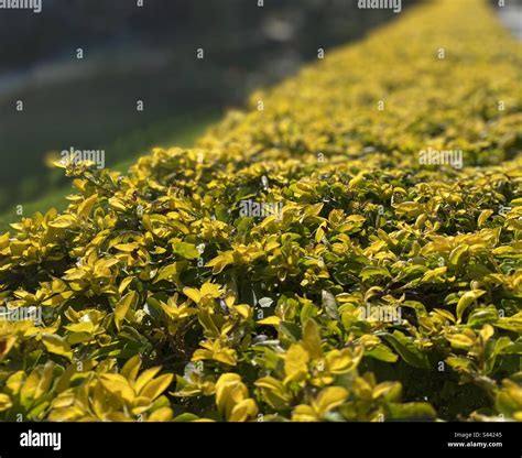 Bush Yellow Leaves Hi Res Stock Photography And Images Alamy