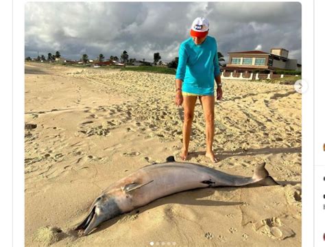 Golfinho Aparece Morto Machucados Na Praia De Pitangui