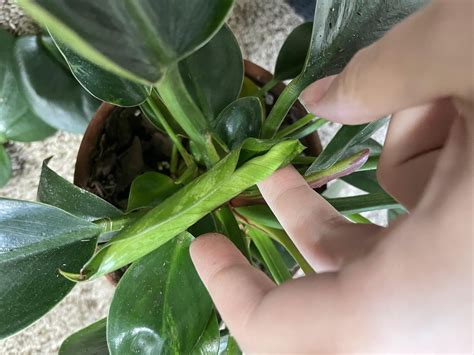 Philodendron Species + Prop? : r/philodendron