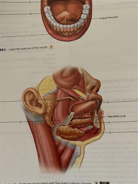 A P 2 Lab Exam 2 Salivary Gland Diagram Quizlet