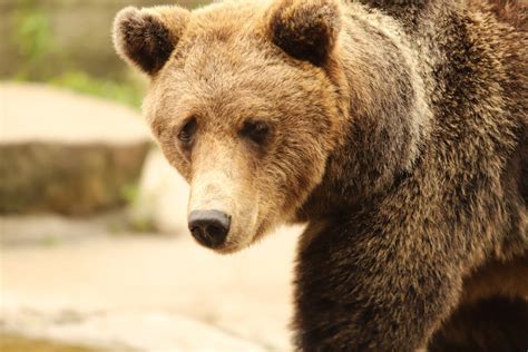 Brown Grizzly Bear In Close Up Photography · Free Stock Photo