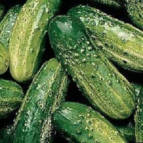 Wisconsin Smr Pickling Cucumber Seeds Etsy