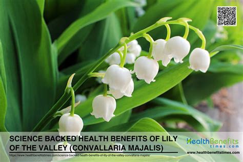 Science Backed Health Benefits Of Lily Of The Valley Convallaria Majalis