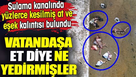 Vatandaşa et diye ne yedirmişler Sulama kanalında yüzlerce kesilmiş at