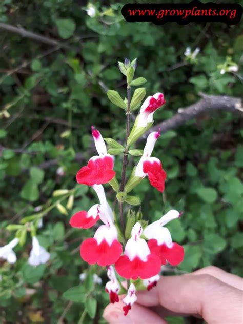 Salvia microphylla - How to grow & care