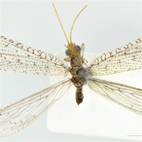 Pdf A Review Of The Beaded Lacewings Neuroptera Berothidae From China