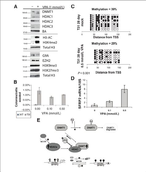 Hdac Inhibition Restores Carcinogen Transformed Cells To A More Normal