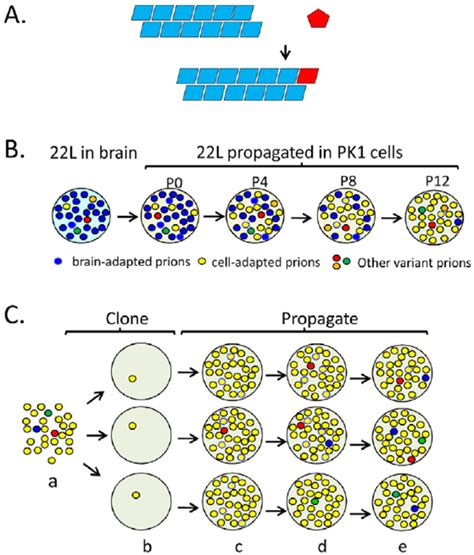 Propagation Mutation And Selection Of Prions In Cultured Cells A