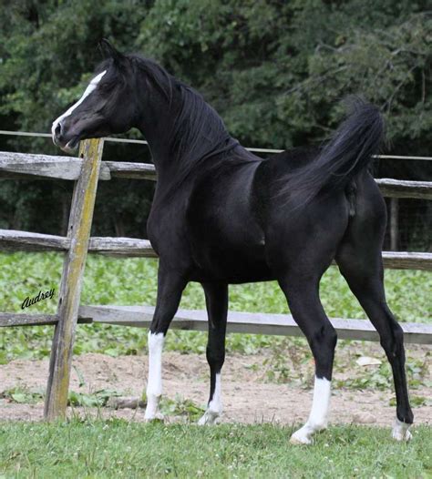 Black Arabians Fillies Mares Colts Stallions