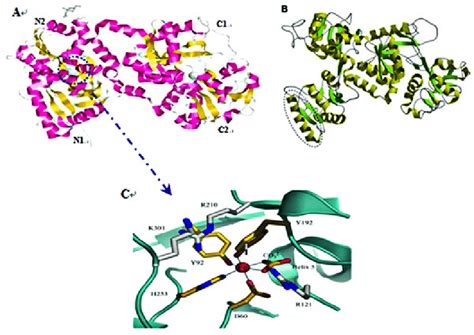 1 Polypeptide Folding Of Lf A Structure Of The Iron Bound Holo