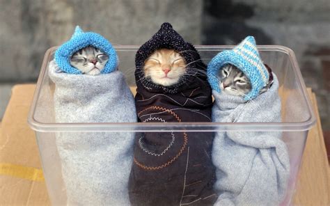 Котята скачать фото обои для рабочего стола (картинка 31 из 35)