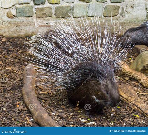 Crested Porcupine Raising and Spreading Its Quills To Defend Its Child ...