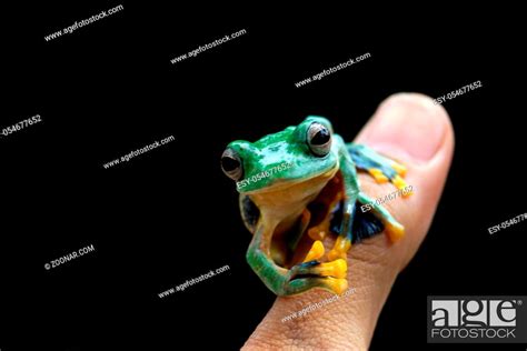 Wallace Flying Frogs Or River Abah Flying Frogs Rhacophorus