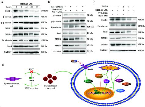 Hht Repressed Catenin And Emt Related Molecules Through Ephb