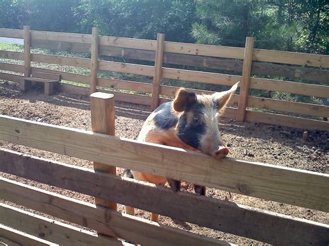 A And B Farm How To Build A Pig Pen