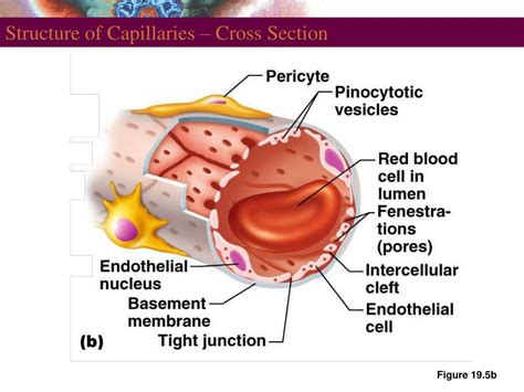 PPT - Structure of Blood Vessels PowerPoint Presentation - ID:776089 