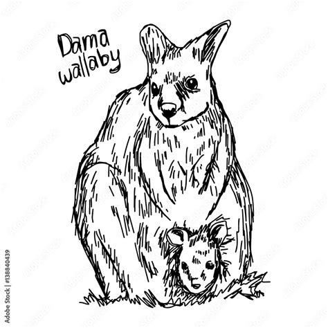 Dama Wallaby Vector Illustration Sketch Hand Drawn With Black Lines