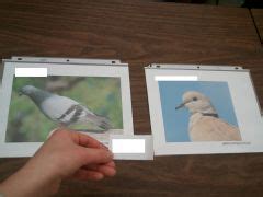 REN R 205 Lab 1 The Non Passerine Birds Foreign Language Flashcards