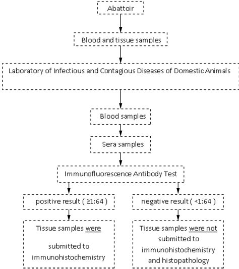 Sequence Of Procedures Applied To Diagnosis Of Toxoplasma Gondii In