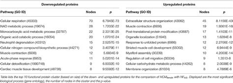 Frontiers Sex Related Differences In Protein Expression In Sarcomere