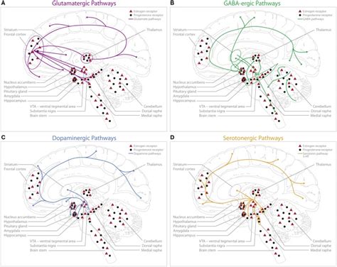 brain hormones - Dr. Sarah Lobisco