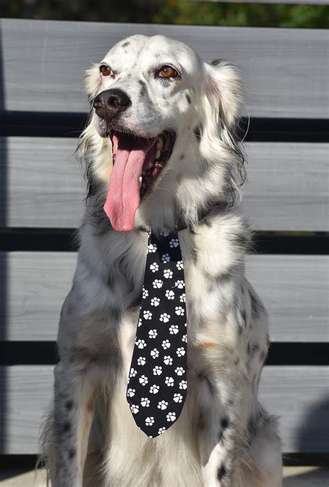 Vote For Bam Bam Above Beyond English Setter Rescue Star Search