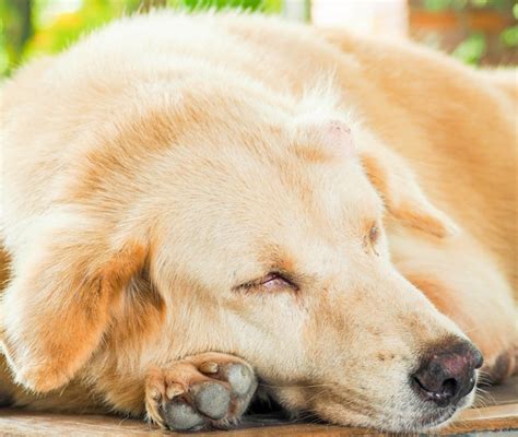 Mastocitoma Del Cane Sintomi Sopravvivenza E Costo Operazione