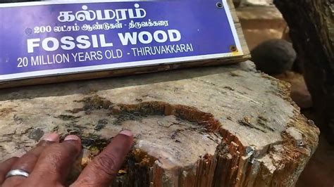 20 Million Years Old Fossil Wood Youtube