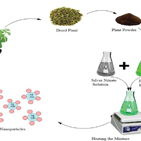 Pdf Bio Synthesized Silver Nanoparticles Using Different Plant