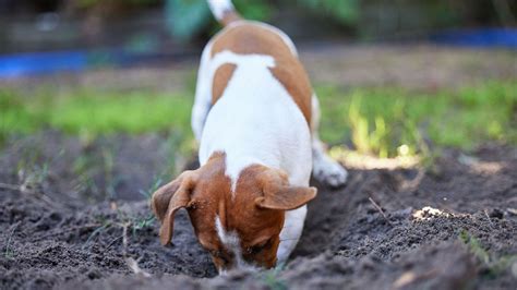 Mon chien fait des trous dans le jardin comment réagir RTBF Actus