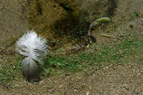 Zwemmen Tijdens Hittegolf Zo Herken Je Blauwalg In Het Water En Dit