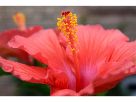 21 Flowers That Look Like Hibiscus Perennial And Annual Harvest Indoor