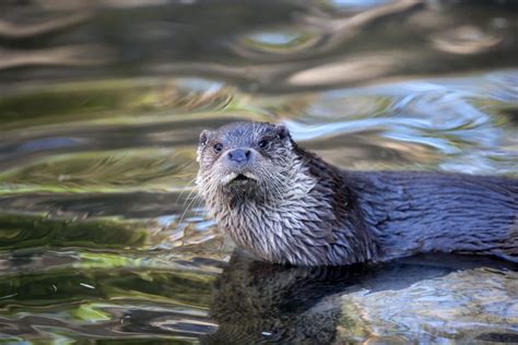 La Lontra Torna Al Nord E Nel Centro Italia I Video Delle Fototrappole