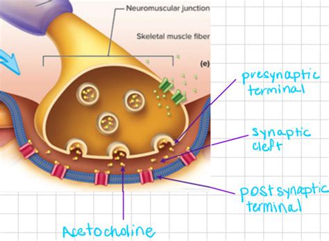 Neuromuscular Junction Flashcards Quizlet