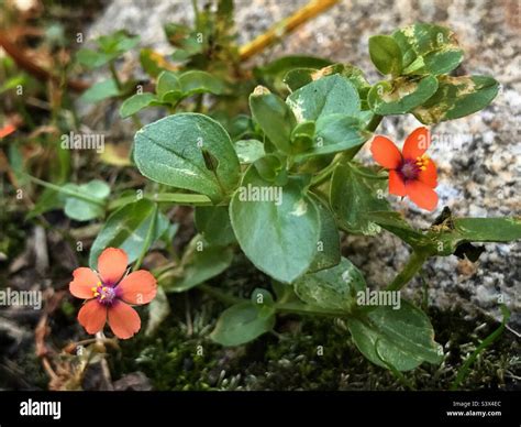 Red Chickweed Hi Res Stock Photography And Images Alamy