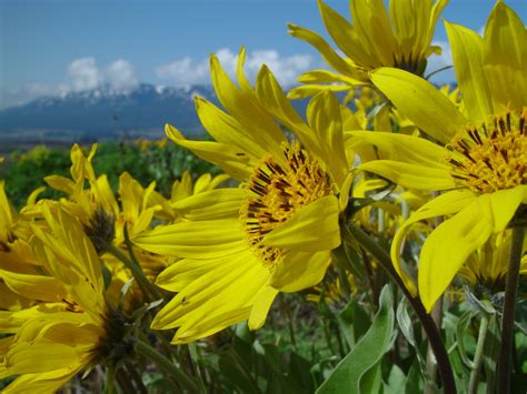 Balsamorhiza Sagittata Arrowleaf Balsamroot Growiser Net Planting