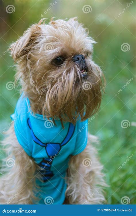 Portrait Dog Brussels Griffon Stock Photo - Image of canine, beard ...