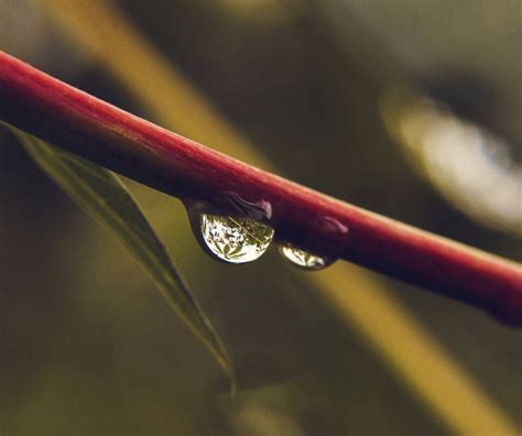 Purity Drop Photography Growth Macro Black Refraction Selective