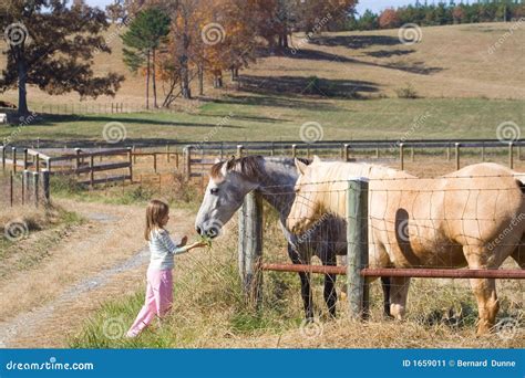 Girl Feeding Horses Stock Image Image 1659011