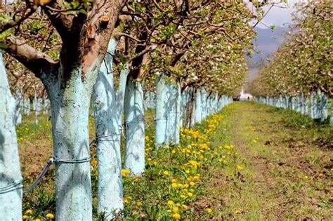 Comment Fabriquer De La Chaux Arboricole Maison Quand Chauler Les