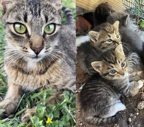 Uomo Trova Un Gattino Tutto Solo Seduto Nel Cortile Di Casa E Poco Dopo