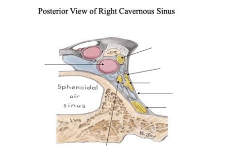 Eent Anatomy Eyes Ears And Nose Flashcards Quizlet