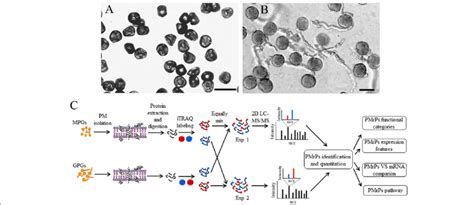 Morphology Of Rice Mature Pollen Grains MPGs And Germinated Pollen