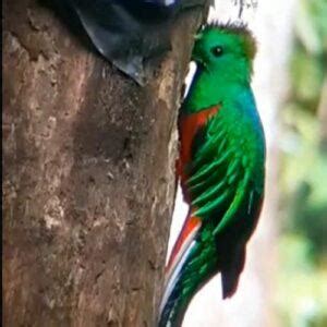 Avistamiento De Un Quetzal Alimentando A Sus Cr As En El Parque Refugio