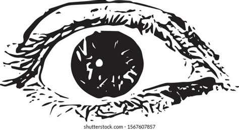 Vector Illustration Human Eye Engraved Style Stock Vector Royalty Free