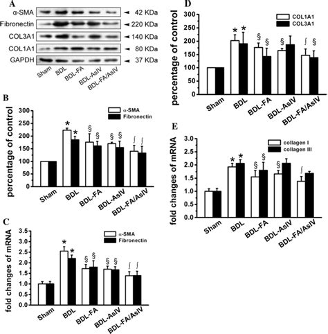 Fa Asiv Combinations Synergistically Suppress Activation Of Hscs